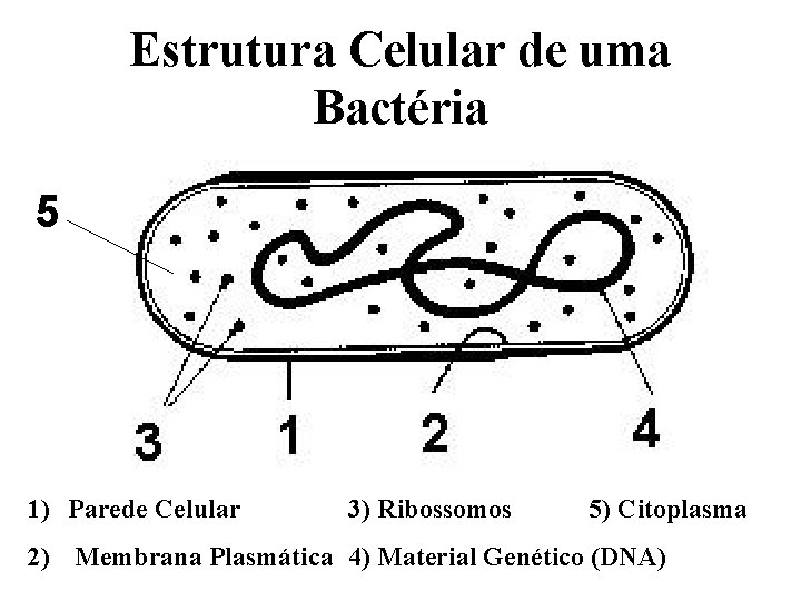 Estrutura Celular de uma Bactéria 5 1) Parede Celular 3) Ribossomos 5) Citoplasma 2)