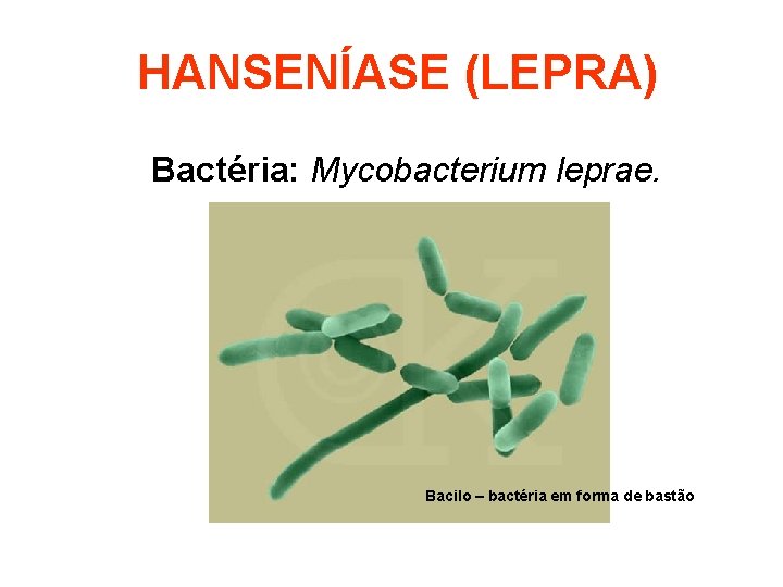 HANSENÍASE (LEPRA) Bactéria: Mycobacterium leprae. Bacilo – bactéria em forma de bastão 