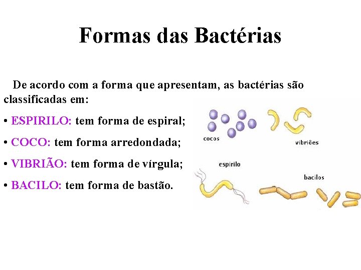 Formas das Bactérias De acordo com a forma que apresentam, as bactérias são classificadas