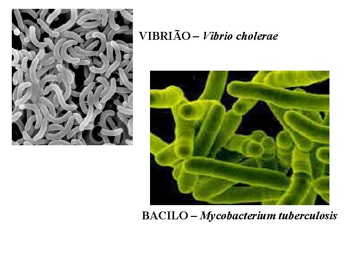 VIBRIÃO – Vibrio cholerae BACILO – Mycobacterium tuberculosis 