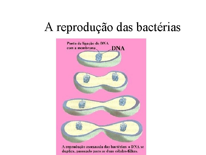 A reprodução das bactérias 