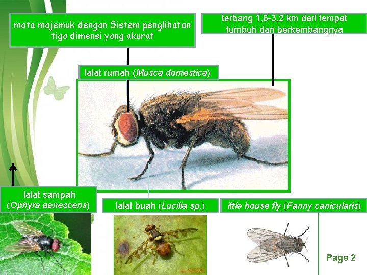 mata majemuk dengan Sistem penglihatan tiga dimensi yang akurat terbang 1, 6 -3, 2