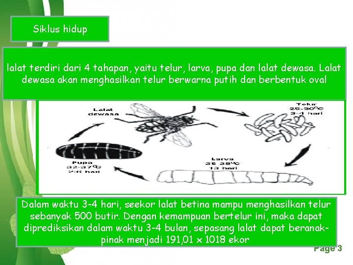 Siklus hidup lalat terdiri dari 4 tahapan, yaitu telur, larva, pupa dan lalat dewasa.