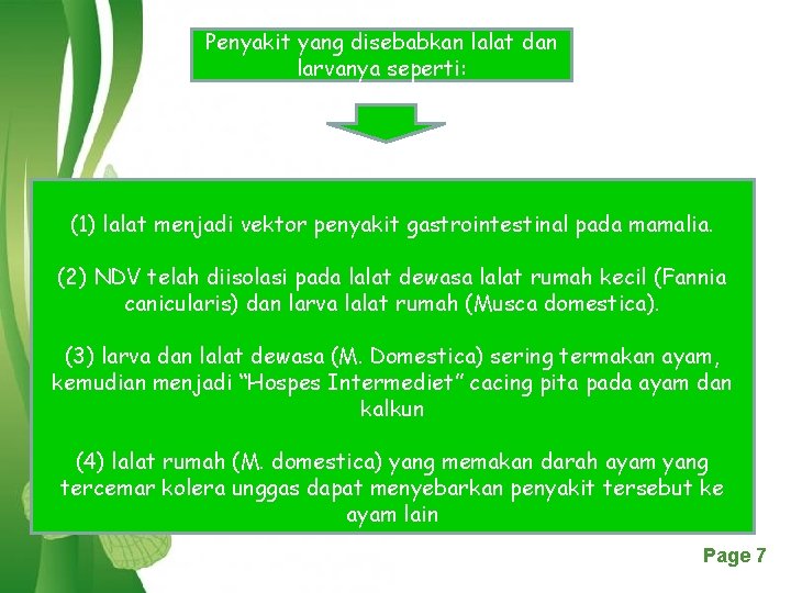 Penyakit yang disebabkan lalat dan larvanya seperti: (1) lalat menjadi vektor penyakit gastrointestinal pada