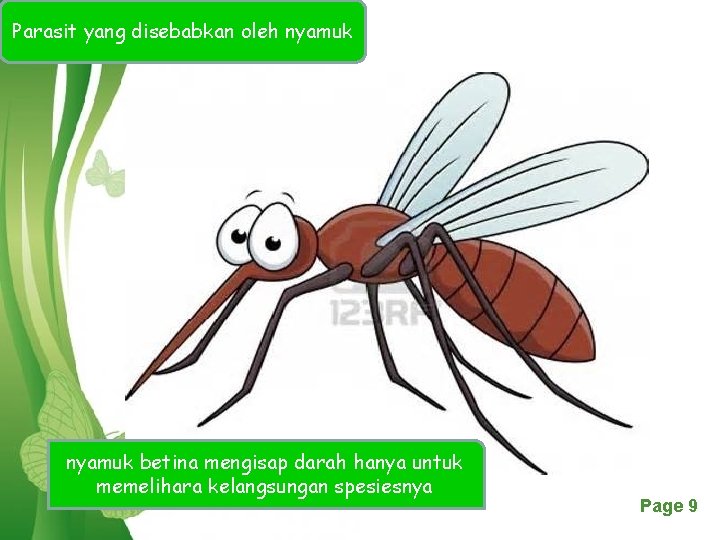 Parasit yang disebabkan oleh nyamuk betina mengisap darah hanya untuk memelihara kelangsungan spesiesnya Click