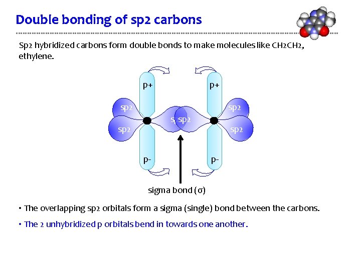 Double bonding of sp 2 carbons Sp 2 hybridized carbons form double bonds to