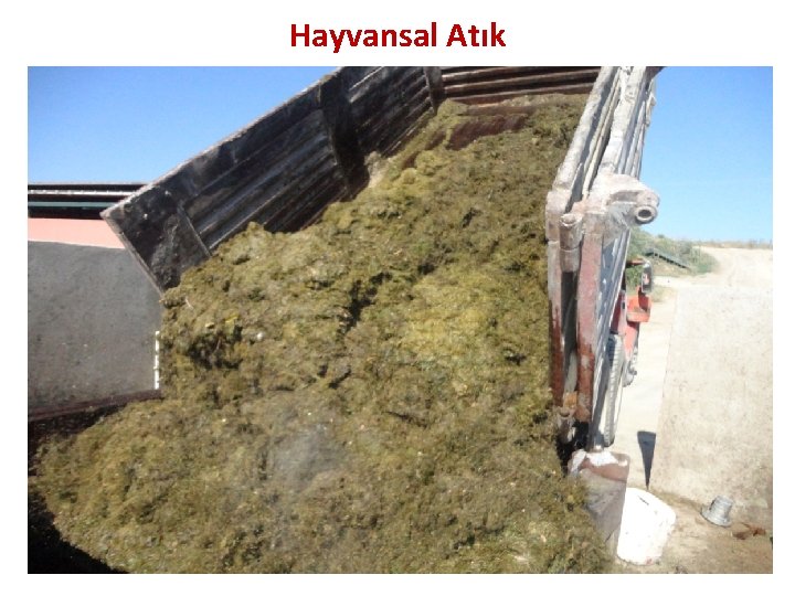 Hayvansal Atık 