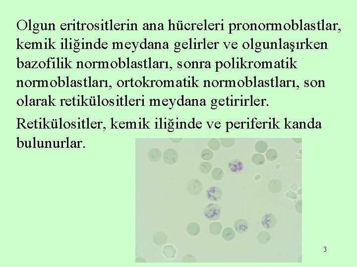 Olgun eritrositlerin ana hücreleri pronormoblastlar, kemik iliğinde meydana gelirler ve olgunlaşırken bazofilik normoblastları, sonra