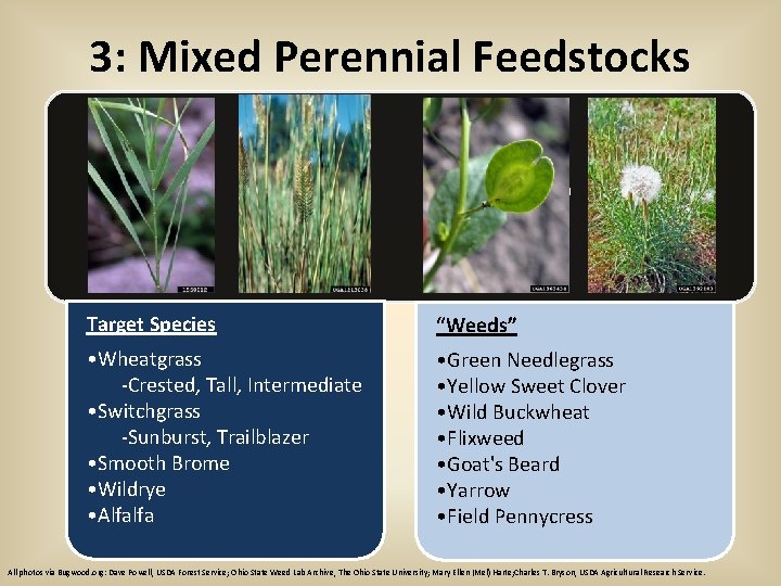 3: Mixed Perennial Feedstocks Brome Target Species “Weeds” • Wheatgrass -Crested, Tall, Intermediate •