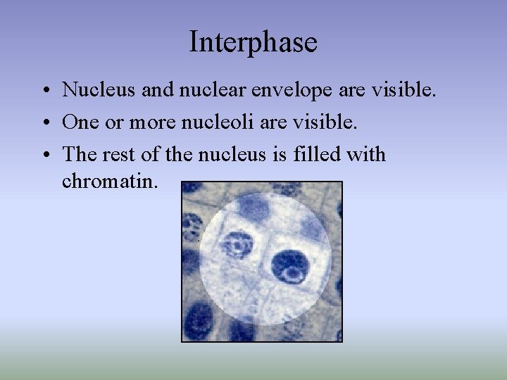 Interphase • Nucleus and nuclear envelope are visible. • One or more nucleoli are