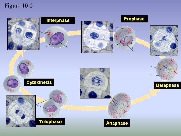 Figure 10 -5 Interphase Prophase Cytokinesis Telophase Metaphase Anaphase 