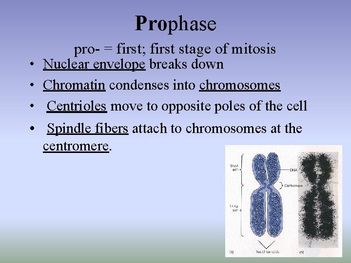  Prophase pro- = first; first stage of mitosis • Nuclear envelope breaks down