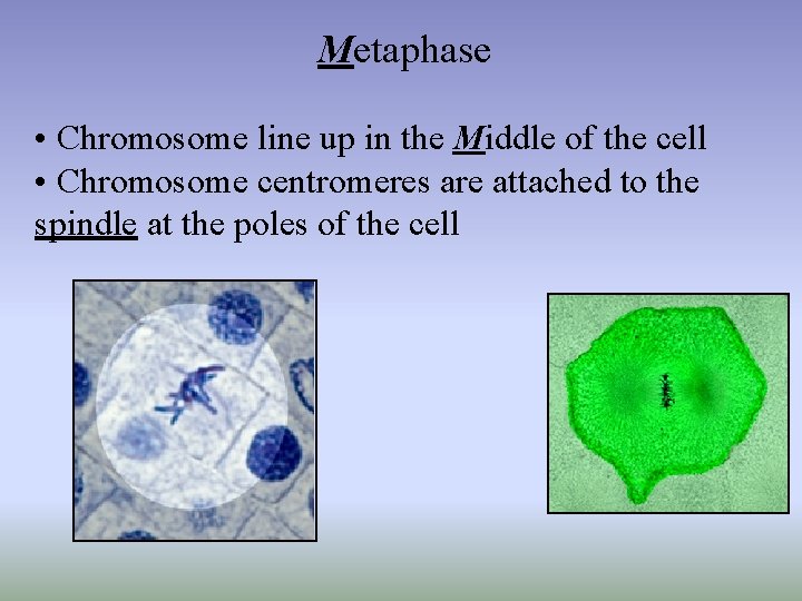 Metaphase • Chromosome line up in the Middle of the cell • Chromosome centromeres
