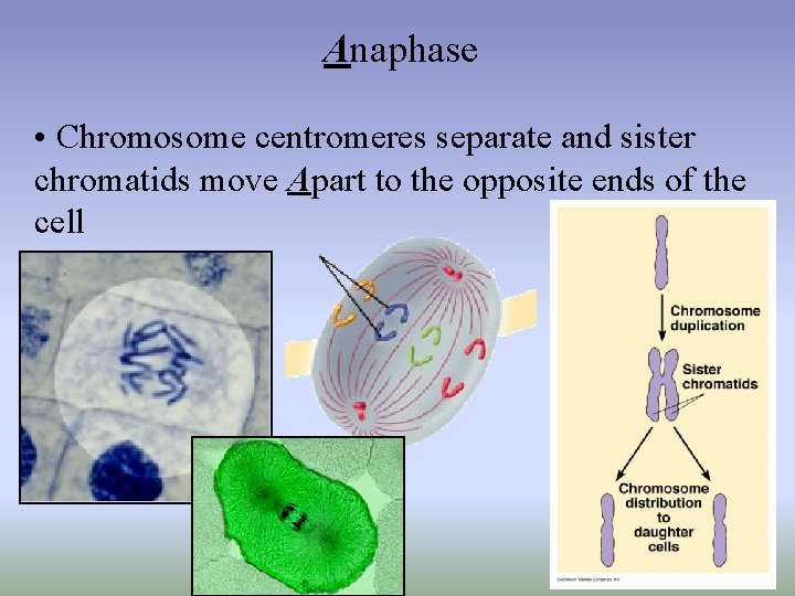 Anaphase • Chromosome centromeres separate and sister chromatids move Apart to the opposite ends