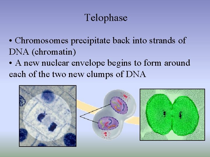 Telophase • Chromosomes precipitate back into strands of DNA (chromatin) • A new nuclear