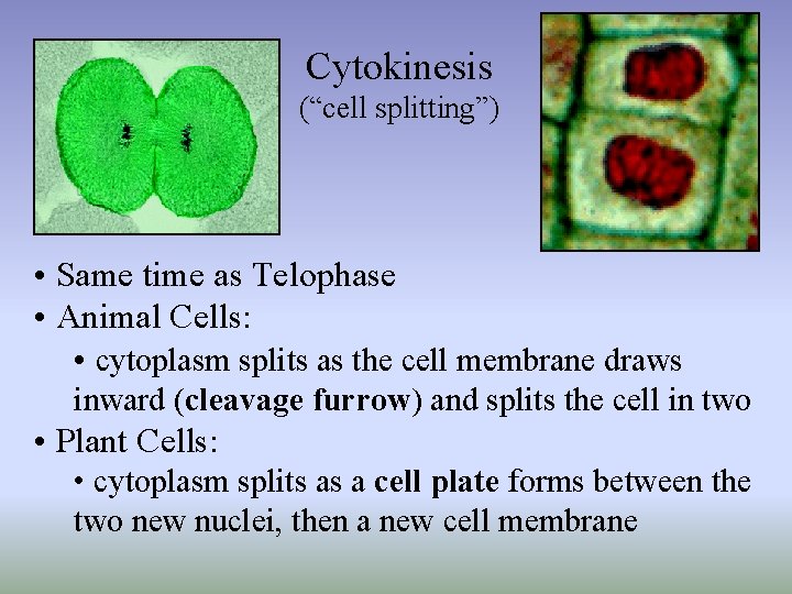 Cytokinesis (“cell splitting”) • Same time as Telophase • Animal Cells: • cytoplasm splits