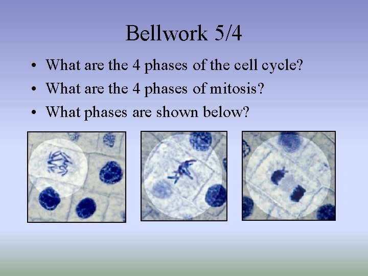 Bellwork 5/4 • What are the 4 phases of the cell cycle? • What