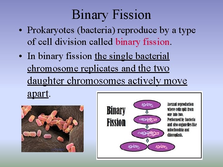 Binary Fission • Prokaryotes (bacteria) reproduce by a type of cell division called binary