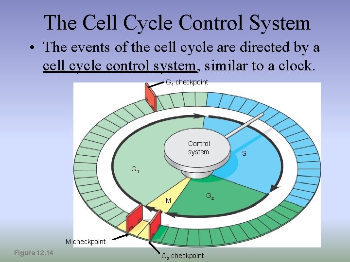 The Cell Cycle Control System • The events of the cell cycle are directed