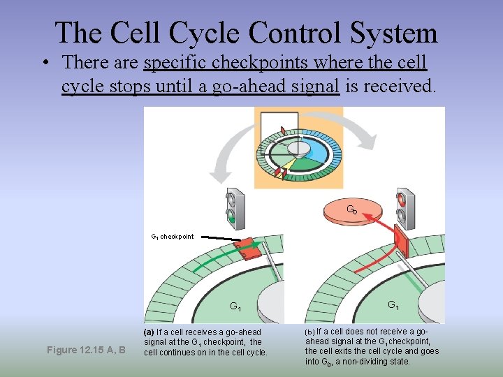 The Cell Cycle Control System • There are specific checkpoints where the cell cycle