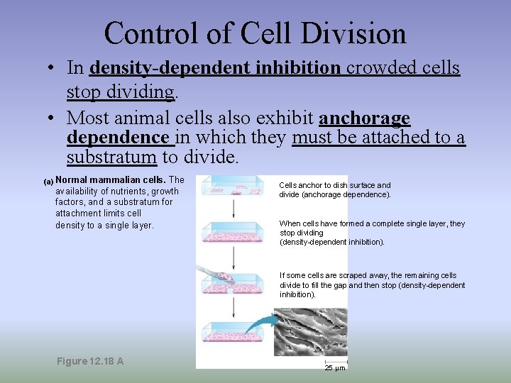 Control of Cell Division • In density-dependent inhibition crowded cells stop dividing. • Most