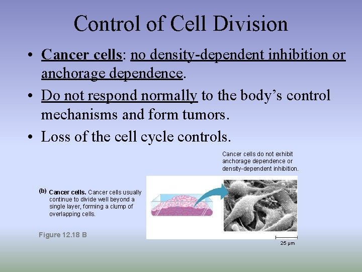 Control of Cell Division • Cancer cells: no density-dependent inhibition or anchorage dependence. •