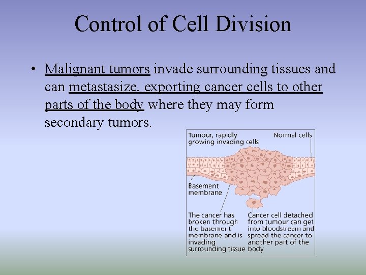 Control of Cell Division • Malignant tumors invade surrounding tissues and can metastasize, exporting