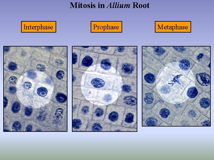 Mitosis in Allium Root Interphase Prophase Metaphase 