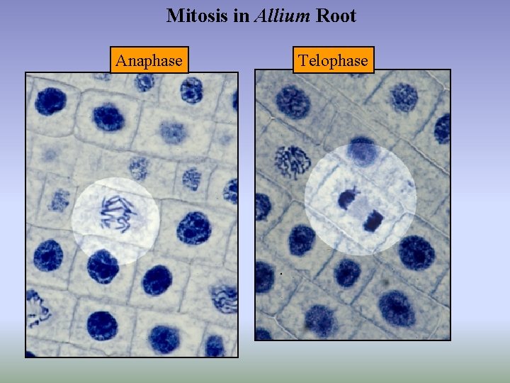 Mitosis in Allium Root Anaphase Telophase 
