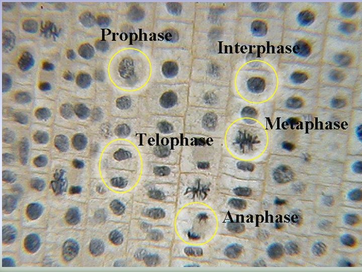 Prophase Telophase Interphase Metaphase Anaphase 