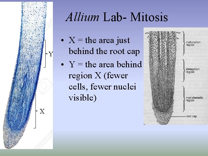 Allium Lab- Mitosis Y X • X = the area just behind the root