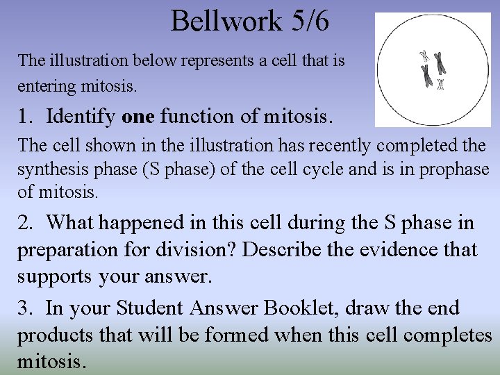 Bellwork 5/6 The illustration below represents a cell that is entering mitosis. 1. Identify