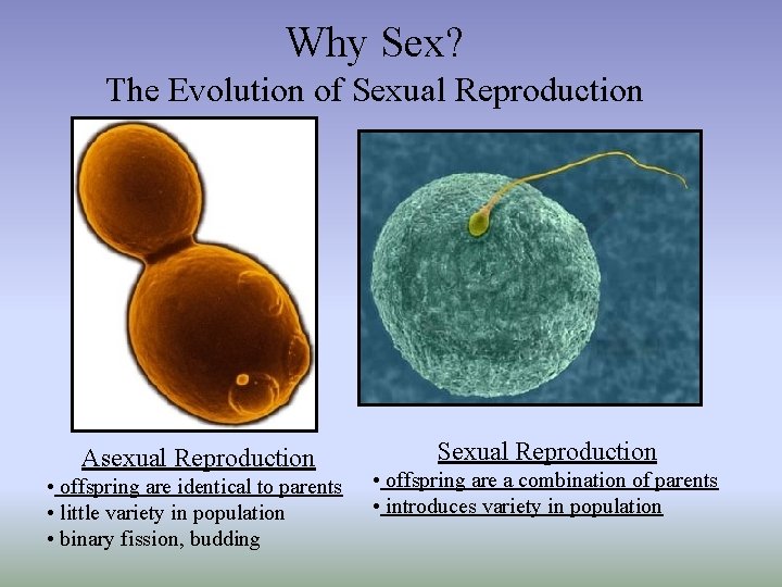 Why Sex? The Evolution of Sexual Reproduction Asexual Reproduction • offspring are identical to