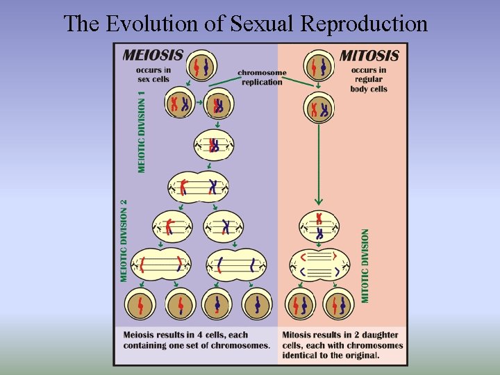 The Evolution of Sexual Reproduction 