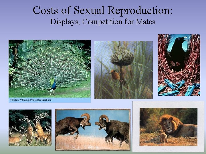 Costs of Sexual Reproduction: Displays, Competition for Mates 