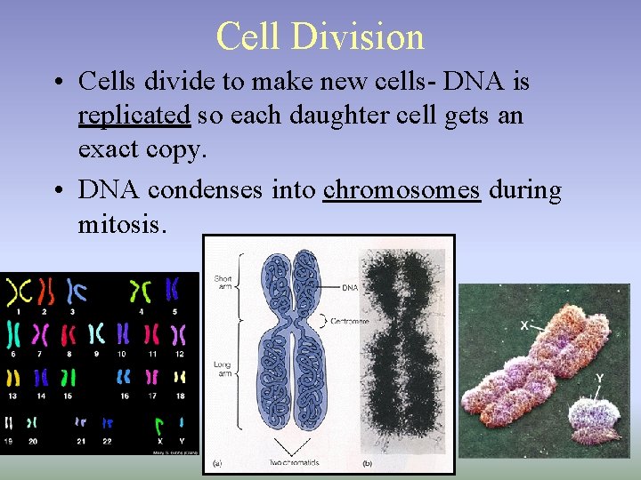 Cell Division • Cells divide to make new cells- DNA is replicated so each