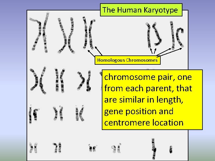 The Human Karyotype Homologous Chromosomes chromosome pair, one from each parent, that are similar