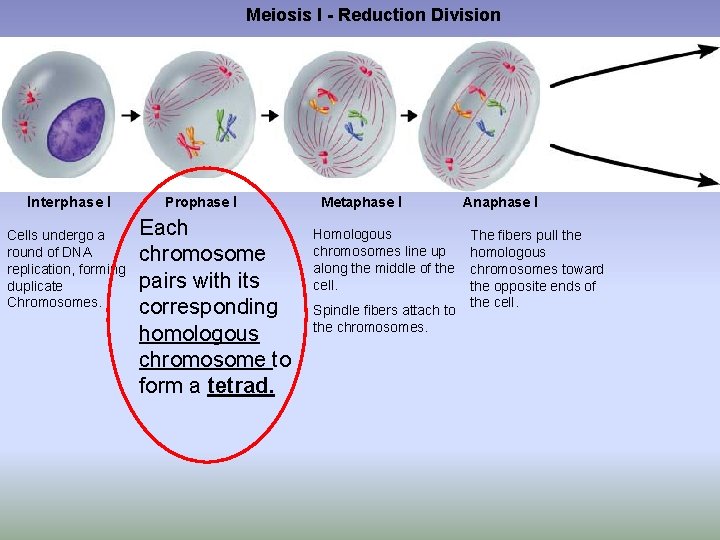 Meiosis I - Reduction Division Interphase I Cells undergo a round of DNA replication,