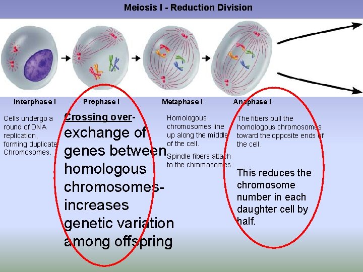 Meiosis I - Reduction Division Interphase I Cells undergo a round of DNA replication,