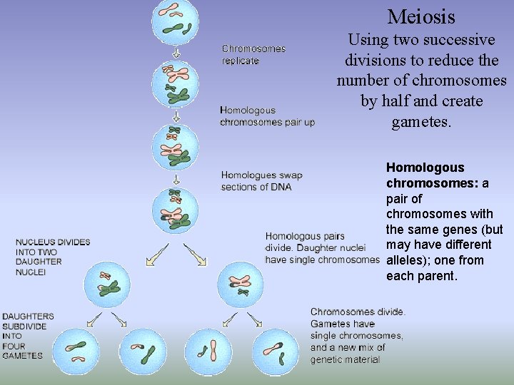 Meiosis Using two successive divisions to reduce the number of chromosomes by half and