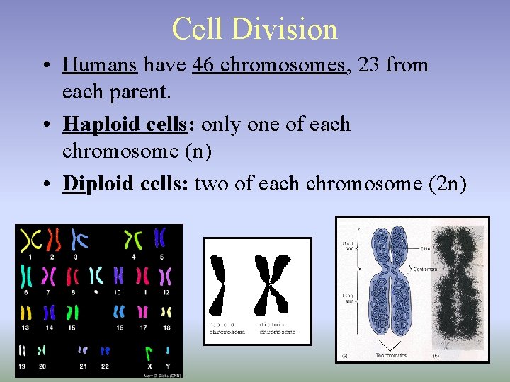 Cell Division • Humans have 46 chromosomes, 23 from each parent. • Haploid cells: