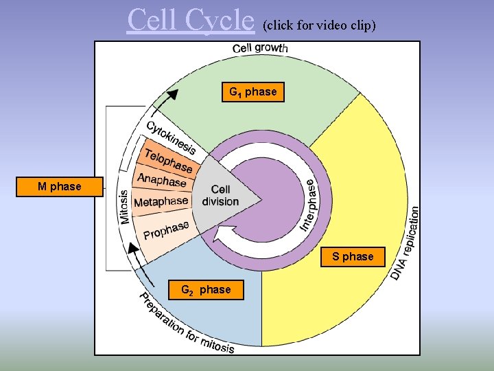 Cell Cycle (click for video clip) G 1 phase M phase S phase G