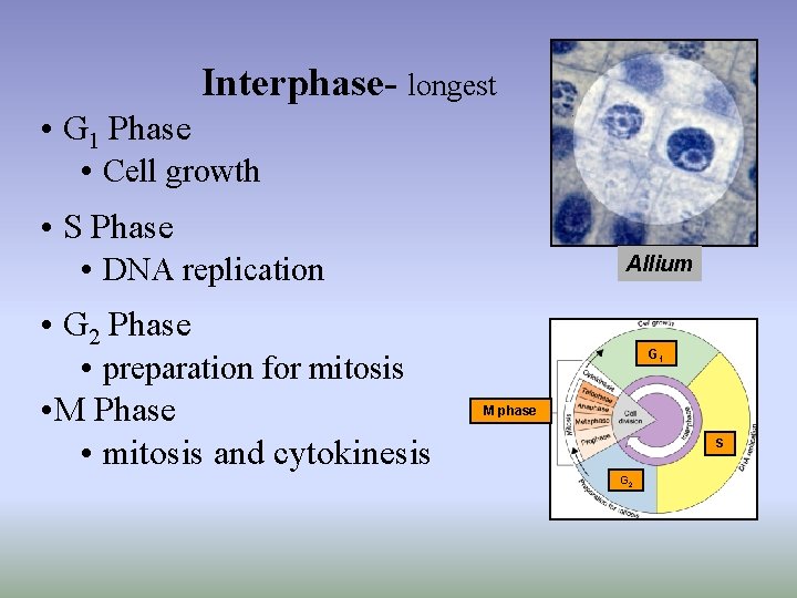 Interphase- longest • G 1 Phase • Cell growth • S Phase • DNA