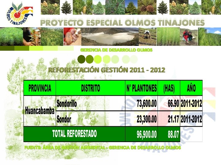 PROYECTO ESPECIAL OLMOS TINAJONES GERENCIA DE DESARROLLO OLMOS REFORESTACIÓN GESTIÓN 2011 - 2012 FUENTE: