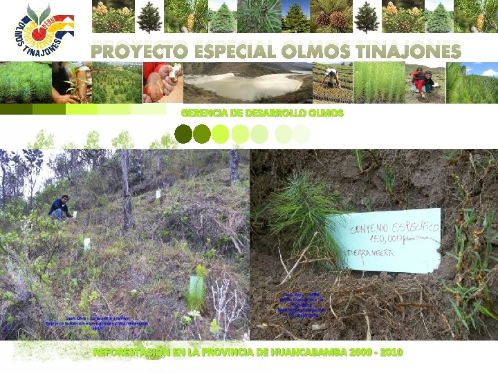 PROYECTO ESPECIAL OLMOS TINAJONES GERENCIA DE DESARROLLO OLMOS REFORESTACIÓN EN LA PROVINCIA DE HUANCABAMBA