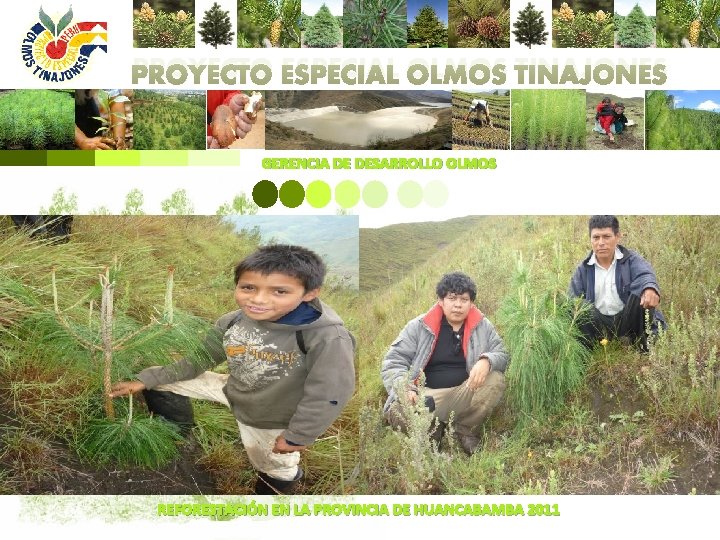 PROYECTO ESPECIAL OLMOS TINAJONES GERENCIA DE DESARROLLO OLMOS REFORESTACIÓN EN LA PROVINCIA DE HUANCABAMBA