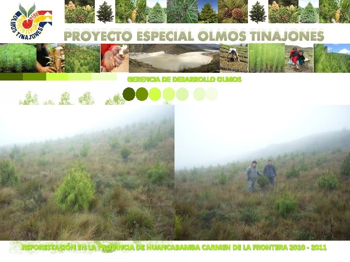 PROYECTO ESPECIAL OLMOS TINAJONES GERENCIA DE DESARROLLO OLMOS REFORESTACIÓN EN LA PROVINCIA DE HUANCABAMBA