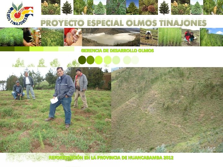 PROYECTO ESPECIAL OLMOS TINAJONES GERENCIA DE DESARROLLO OLMOS REFORESTACIÓN EN LA PROVINCIA DE HUANCABAMBA