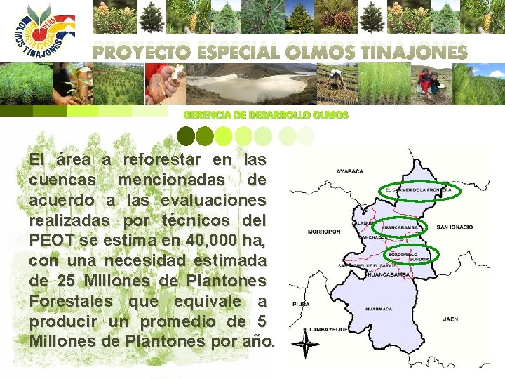 PROYECTO ESPECIAL OLMOS TINAJONES GERENCIA DE DESARROLLO OLMOS El área a reforestar en las