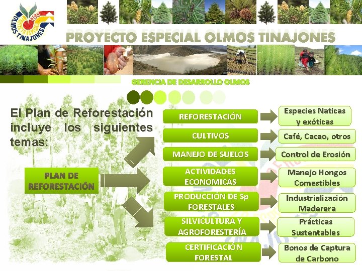 PROYECTO ESPECIAL OLMOS TINAJONES GERENCIA DE DESARROLLO OLMOS El Plan de Reforestación incluye los